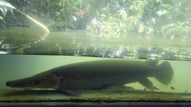 Atractosteus spatula, the Alligator Gar, rests quietly in cloudy aquarium water behind stained glass.