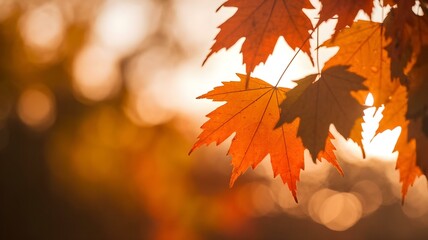 Autumn Leaves Glowing in Sunlight: Fall Foliage, Seasonal Colors, Natural Beauty