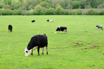 Cattle grazing in a green farmland field