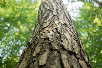 Looking up along the textured trunk of a tall tree toward a green forest canopy. The perspective captures the grandeur of nature and symbolizes growth, stability, and a deep-rooted connection to the