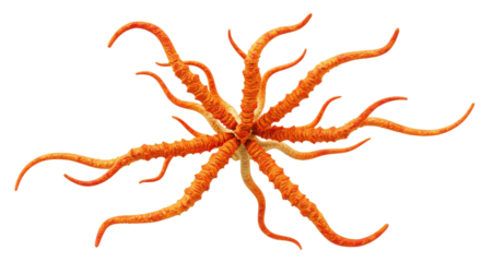 Orange starfish with long curling arms isolated on white background