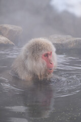 Naklejka premium Snow Monkey