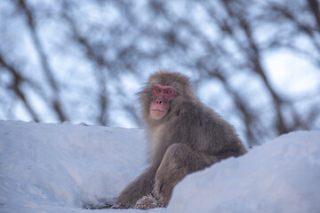 Snow Monkey