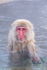 Snow Monkey