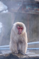 Snow Monkey