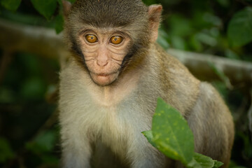 Cute baby monkey playing in tropical forest