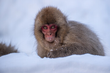 Snow Monkey