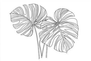 Monstera deliciosa continuous line drawing