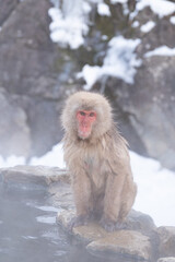Snow Monkey