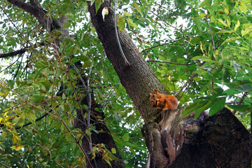 A squirrel sits on a tree branch eating a meal in a lush green forest. Blurred motion.