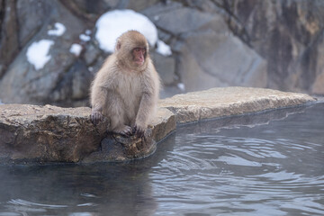 Snow Monkey