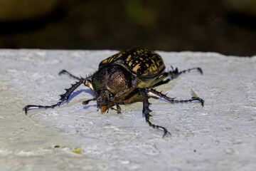 long-armed scarab beetle (Cheirotonus gestroi)