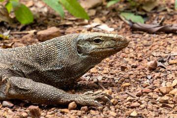 Clouded Monitor (Varanus nebulosus)