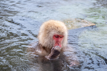 Snow Monkey
