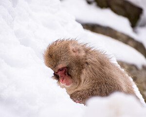 Snow Monkey
