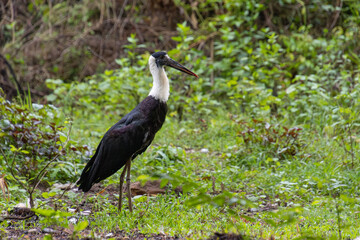 Asian woolly-necked stork (Ciconia episcopus)