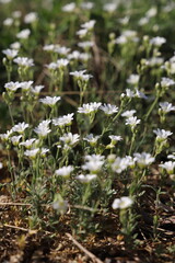 wild flowers in the forest