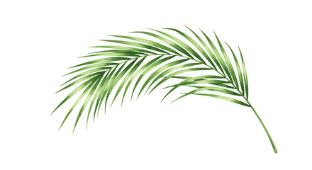 Fototapeta premium Graceful Watercolor Palm Frond with Delicate Green Hues and Details