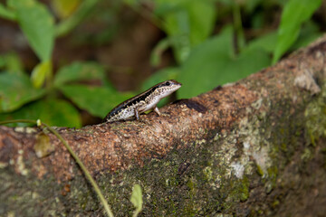 Spotted Forest Skink (Sphenomorphus maculatus)