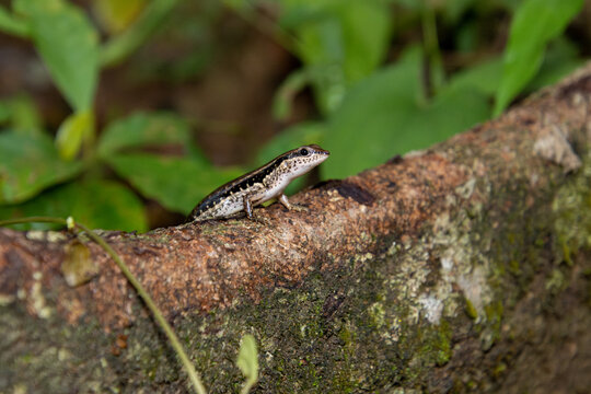 Spotted Forest Skink (Sphenomorphus maculatus) on tree root in natural forest environment