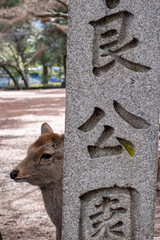 Nara Deer