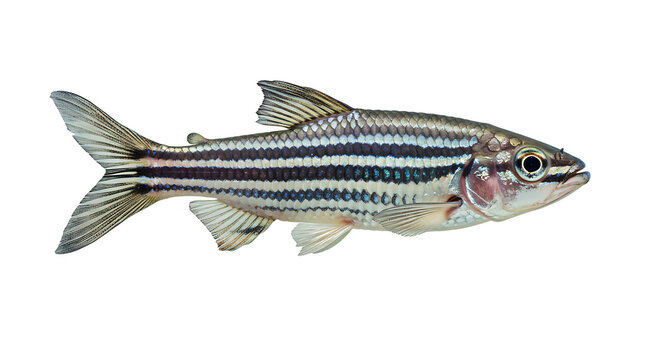 Striped Silver Fish with Detailed Scales and Fin Markings on Transparent