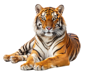 powerful adult tiger with orange stripes lying down on seamless backdrop

