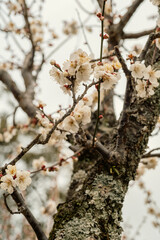 cherry blossom in spring