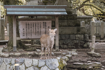 Nara Deer