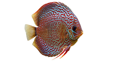 Vivid Red and Turquoise Discus Fish Profile