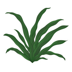 green plant isolated. Grass Decoration Illustration Digital Drawing