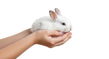 Holding a Cute White Bunny in Hands on an Isolated Background