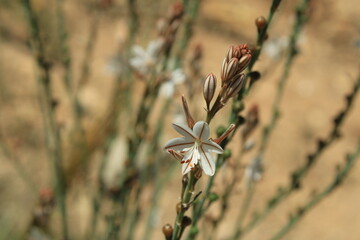 Hollow stemmed Asphodel, Pink asphodel, Asphodèle fistuleux, Asphodèle creux - Asphodelus fistulosus - Asphodelaceae, Asphodelacées