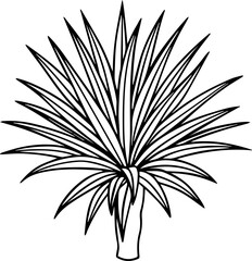 yucca plant outline line art illustration, coloring book page