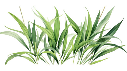 Fototapeta premium Fresh Green Pandan Leaves Isolated on White Background