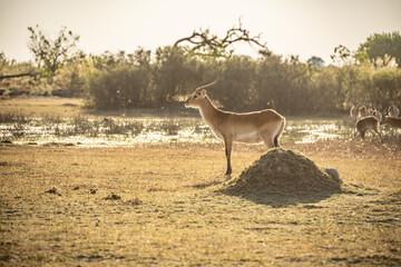 Common Impala horned male portrait in Kruger National park, South Africa ; Specie Aepyceros melampus family of Bovidae