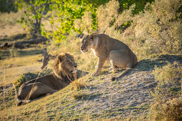 Big lion lying on savannah grass. Landscape with characteristic trees on the plain and hills in the background