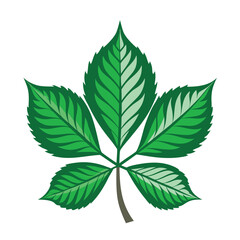 Horse Chestnut Leaf Vector clipart isolated on white background. green leaf icon , logo, design.