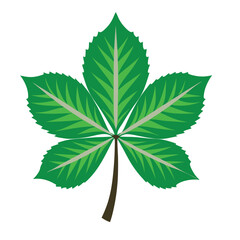 Horse Chestnut Leaf Vector clipart isolated on white background. green leaf icon , logo, design.