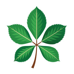 Horse Chestnut Leaf Vector clipart isolated on white background. green leaf icon , logo, design.