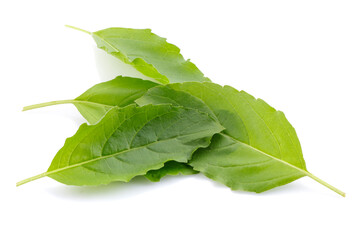 Fototapeta premium A fresh basil leaf isolated on a white background