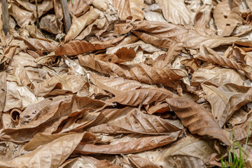 Dry leaves of cocoa trees fall and cover the ground.