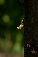 White cocoa flowers are attached to the cocoa trunk.