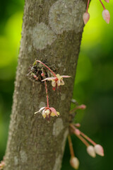 White cocoa flowers are attached to the cocoa trunk.