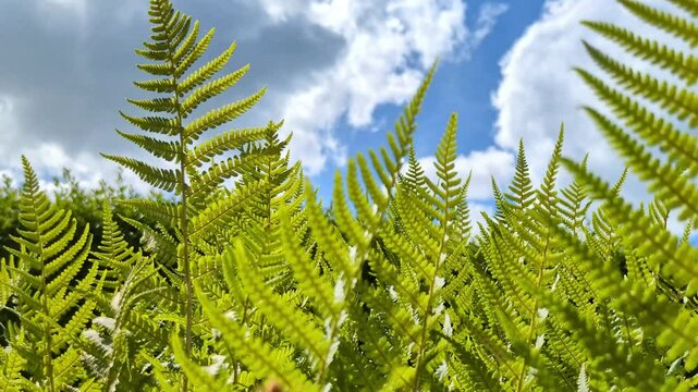 Gr&uuml;nes Farn bewegt sich leicht im Wind- Farnstrukturen in eindrucksvoller Nahaufnahme &ndash; Nat&uuml;rliches Pflanzenleben, Umwelt, Natur, Flora, Fotosynthese, Botanik, blauer Himmel