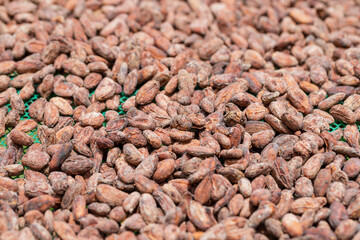 Stack of cocoa beans drying in the sun