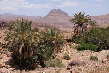 Amazing mountain landscapes of Jebel Saghro with volcanic rocks eroded by wind and time and palm trees. Atlas, Anti Atlas, Morocco © Iwona