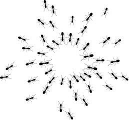 Obraz premium Black ants circle border. Ants forming round shape isolated in white background. Vector illustration