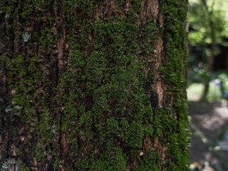 photo of tree bark with natural moss texture