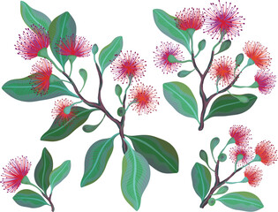 A vibrant vector illustration featuring green leafy branches with bright red and purple fluffy eucalyptus flowers © mirifadapt